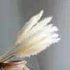 15 pièces/lot d'herbe de Pampa blanche artificielle naturelle séchée bouquet de fleurs décoration vraie plante Trava Pampaswa mariage décoration de la maison 240131