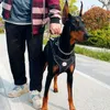 Colliers de chien Doberman harnais collier laisse ensemble marche animal gilet harnais pour chiens de taille moyenne berger allemand mascottes chaîne fournitures