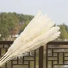 15x Natural Dried Pampas Grass Reed Home Wedding Flower Bunch Decor267N