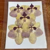 Decorative Flowers 3-5CM/5PCS Real Natural Dried Pressed Butterfly Orchid Flower Heads Dry Press For Resin Jewellery Wedding Invitations