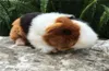 Three Color Lifelike Guinea Pig Plush Toy Real Life Mouse Rats Stuffed Animal Toys Christmas Gifts For Kids LJ2011265452365