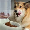 Alimentando alimentador de cães automáticos Waterer de alta capacidade Bowl Bowl Gravity Water Dispenser Bowl para cães CATS 3,8 L ACESSÓRIOS DE CONTOS