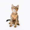 鉛防水ソフトレザーハーネス猫の弓の襟刻まれたネームプレートタグライトウェイトアンティロストカスタマイズされたロゴペット用品