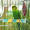 Toys Bird Standing Stick Parrot Cage Grinding Pole Claw Sharpening Toys For Parakeets Budgies Lovebirds Medium Parrots Cockatiels