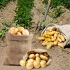 Opbergzakken Jute Aardappelzakken 80x50cm Jute Multifunctioneel Scheurbestendig Voor Tuinieren Planten Voedsel