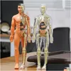 Dekorativa objekt Figurer Dekorativa objekt Figurer 3D Human Body Torso -modell för barn Anatomi Skeleton Construction Diy Organ Dhoss