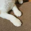 Speelgoed katten krabbord lased afneembare gegolfde papier katschraper duurzame kattentraining slijpklauw klauwen speelgoedmeubels beschermer