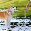 リーシュリフスティブ犬のリーシュソフトナイロンストリップペットペット子犬ウォーキングリーシュランニングトレーニングリードロープ小さな中程度の大きな犬ピンクブルー