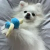 Leksaker nya 3 st hund leksak ins baby set pacifier flaska rattle husdjur leksak skrik hund interaktiv leksak hund leksaker för små hundar katt plysch