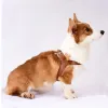 Sets PU Leder Hundegeschirr Brust Für Hund Weste Brustband Für Kleine Mittelgroße Hunde Spaziergang Im Freien Haustier Zubehör Für tier