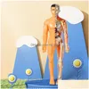 Decorative Objects & Figurines Decorative Objects Figurines 3D Human Body Torso Model For Kid Anatomy Skeleton Construction Diy Organ Dhoss