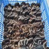 Fasci di capelli umani grezzi vietnamiti lunghi bagnati e più ondulati castano scuro naturale, 3 pezzi, trame luminose