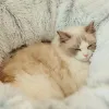Domy zimowe kota gniazdo kota