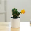 Decorative Flowers Artificial Plastic Cactus Succulents Prickly Potted Plant Eco-Friendly Simulation Mini Bonsai Home Office Desktop 2024303