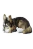 Dorimytrader realistisch dier husky knuffel gevuld zacht simulatie hond honden decoratie cadeau 36x25x14cm DY800075725579