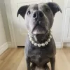 Accesorios Delicado Perla de imitación Collar duradero para mascotas Bulldog francés Schnauzer Collar para perros pequeños Collar para gatos Suministros para mascotas Accesorios para perros