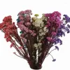 Decorative Flowers Real Millet Flower Ears Natural Dried Bedroom Living Room Kerst Decoration Bouquet Shooting Props Opening 2024304