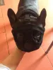 Museruole Muso corto Museruole per cani da compagnia Maglia traspirante regolabile Bulldog francese Bocca di carlino Maschera per museruola Anti-Stop che abbaia Forniture per cani Hot