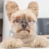 Accessoires chien Bandana pour Schnauzer écharpe carlin collier mignon Chihuahua mode chien accessoires LC0222