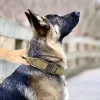 Ошейники для домашних животных, средства для дрессировки собак, регулируемые аксессуары для золотистого ретривера, тактическая полицейская собака, немецкая овчарка