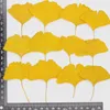 60 stuks geperst gedroogde geverfd geelgroen Ginkgo Biloba haarmos blad plant herbarium voor sieraden bladwijzer telefoon geval briefkaart DIY 240223