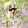 Dog Apparel Goggle UV Protection Small Sunglasses Windproof Dustproof Prop