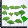 60 stuks geperst gedroogde geverfd geelgroen Ginkgo Biloba haarmos blad plant herbarium voor sieraden bladwijzer telefoon geval briefkaart DIY 240223