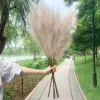 Decorative Flowers Wreaths 5Pcs Artificial Pampas Grass Bouquet Year Holiday Wedding Party Home Decoration Plant Simulation Dried Flower Reed 2024304