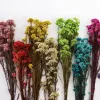 Decorative Flowers Real Millet Flower Ears Natural Dried Bedroom Living Room Kerst Decoration Bouquet Shooting Props Opening 2024304