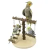 Zabawki Parrot Play Stand Mały drewniany stojak na okonie ptaków z drabiną i huśtawką plac zabaw dla ptaków dla zwierząt domowych