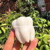 Natural White Jade Tooth Sculpture Carving Dental Office Decor Positive Energy Gemstone Cute Quartz Crystal Teeth Figure Mineral Specimen Dentist Graduation Gift