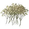 Fleurs décoratives 100 pièces de gypsophile séchées en vrac pour presser des matériaux artisanaux de bricolage, marque-pages de mariage