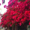 Dekorativa blommor Hemblommor Arrangemang Artificial Bougainvillea Filigree Fake Wedding Decoration Diy Party Arch 2024305