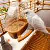Inne zaopatrzenie ptaków komputery odporne na rozlanie przezroczyste dekoracje klatkowe Naprawiono na siedzibie pojemnika na żywność ptaki wodne miski karmnik