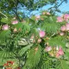 Racines séchées Plantes sensibles Racines d'herbes séchées