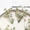 50st Pressed Dried Natural White Multihead Ammi Maju Flower Plant Herbarium för smycken Vykort Inbjudningskort Bokmärke DIY 240223