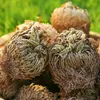 Natural Big Jericho Rose Dried Selaginella Tamariscina Balls Diy Resin Jewelry Crafts Candle Making Home Garden Livingroom Decor 240223