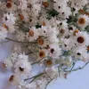 Più di 60 capoliniBundleVero bouquet di Cineraria bianca essiccata naturaleDecorazione con disposizione di rose seccheCasa 240223