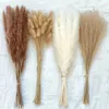 Grädde pampas gräs fluffig boho heminredning rum phragmites dekoration naturlig kanin svans torkade blommor bukett 240223