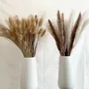 Grädde pampas gräs fluffig boho heminredning rum phragmites dekoration naturlig kanin svans torkade blommor bukett 240223