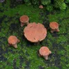 Trädgårdsdekorationer 5st DIY Micro Landscape Träharts Hantverk Små bord och stolstaty utsökt ornament