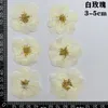 60pcs pressé séché rouge jaune rose rose fleur plantes herbier pour bijoux signet scrapbook téléphone cas bougie abat-jour bricolage 240223