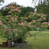 Racines séchées Plantes sensibles Racines d'herbes séchées