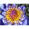 Couronnes de fleurs décoratives Lotus bleu séché fleur entière Nymphaea Caerea 210317 livraison directe maison jardin fête fournitures Dhwx9