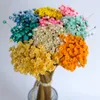 100pcs fleurs sèches naturelles brésiliennes petite étoile marguerite décorative mini bouquet de fleurs séchées pour les arrangements floraux de mariage artisanat 240223
