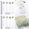 Decorative Flowers & Wreaths 100Pcs Pressed White Lace Flowers With Stem Nature Real Flower For Diy Wedding Invitation Art Bookmark Gi Dhlgn