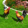 Garden Decorations 2st Acrylic Rooster Yard Decorative Shaped Stake Lawn Stakes