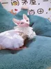 犬のアパレル手作りの服ペット用品ウェディングドレス