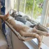 Hängande kattbädd husdjur katt hängmatta flygkatter säng hus kattunge klättring ram soligt fönster säte bo med 20 kg husdjur tillbehör 240226