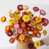 30pcs naturalny kolorowy suchy kwiat stokrotki do dekoracji homewedding suszone kwiaty rośliny aranżacja 240223